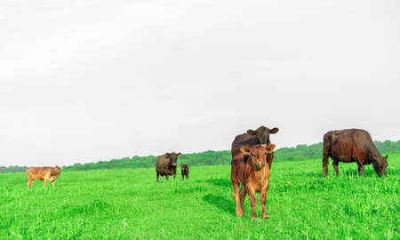 Cows graze in the meadowの写真素材