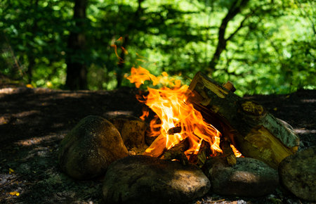 Campfire from logs in natureの写真素材