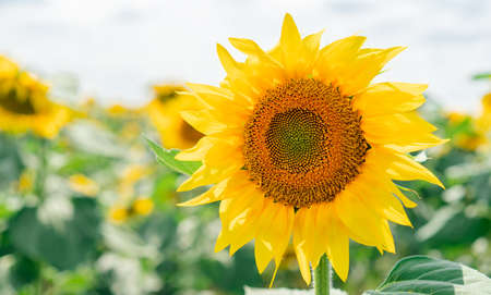 Blooming sunflowers on the fieldの写真素材