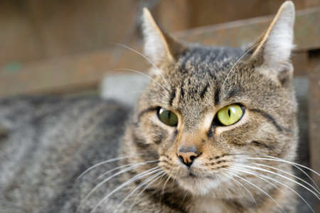 Predatory gaze of an adult catの写真素材