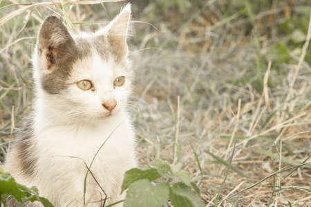 Homeless kitten sitting on the groundの写真素材