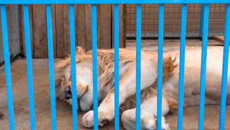 Lion sleeps in a cage at the zooの写真素材
