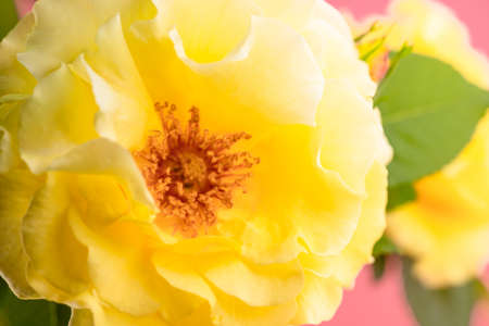 Blooming large yellow rose budの写真素材