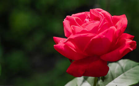 Red rose growing in the gardenの写真素材