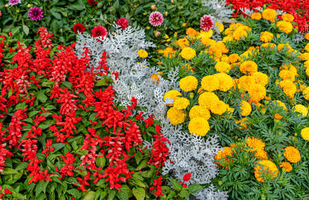 Flower bed with blooming flowersの写真素材