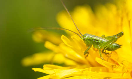 Little grasshopper sitting on a flowerの写真素材
