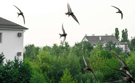 Seagulls flying across the skyの写真素材