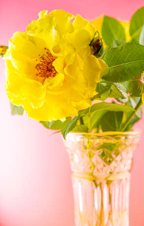 A blossoming rosebud is in a vaseの写真素材