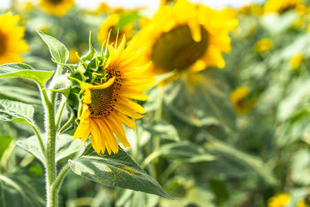 Sunflower field with growing sunflowersの写真素材