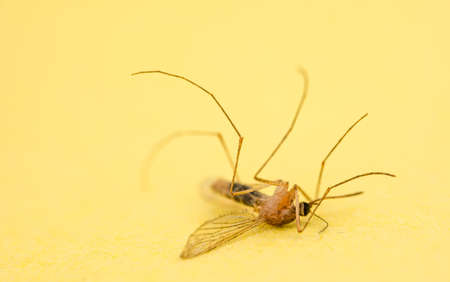 Killed mosquito on yellow backgroundの写真素材