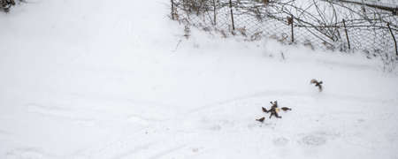 Birds dine in the snow in winterの写真素材
