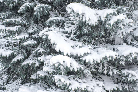 Snow lies on the branches of the firの写真素材