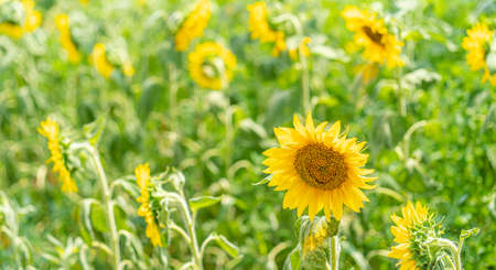Sunflower field with growing sunflowersの写真素材