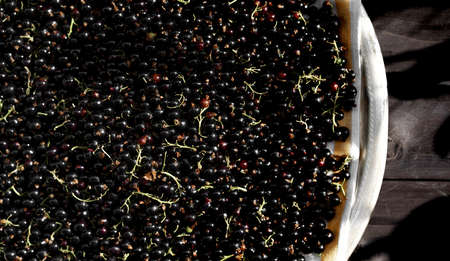 Black currants on a tray. Preparation of berries for further preparation of jam.の写真素材
