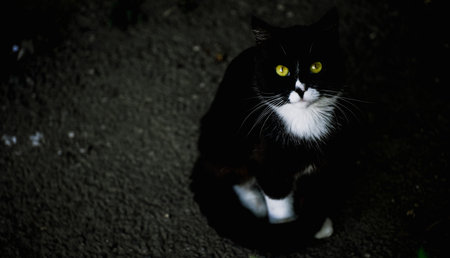 Black cat with white spotsの写真素材