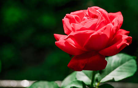 Blooming bud of growing red roseの写真素材