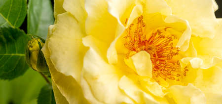 flower songs. yellow rose backgroundの写真素材