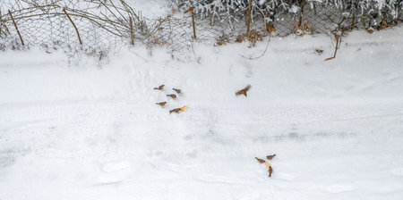 Sparrows have dinner in winterの写真素材