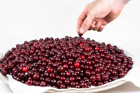 Man's hand takes the fruit of a ripe cherryの写真素材