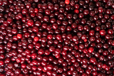 Cherry as background or texture