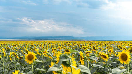 Huge field of growing sunflowersの写真素材
