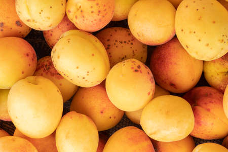 Ripe apricots.Apricots as a backgroundの写真素材