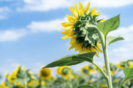 Sunflower growing in the fieldの写真素材