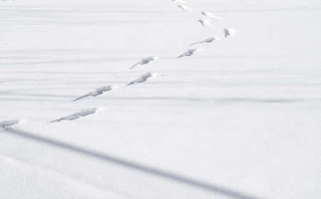 Footprints in the white snowの写真素材