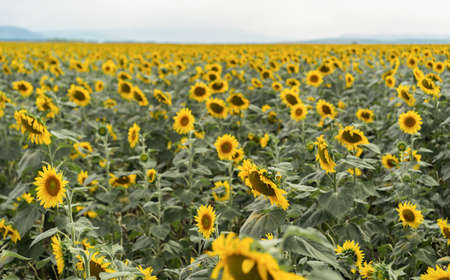 Huge field of growing sunflowersの写真素材