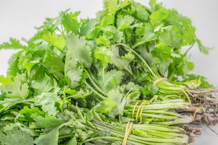 Bunches of parsley on a white backgroundの写真素材