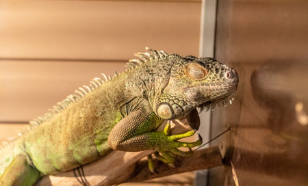 Chameleon in an aquarium sits on a branchの写真素材