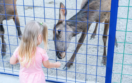 Little girl feeding a deer from her handsの写真素材