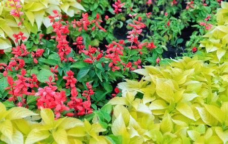 Flowering plants of different colorsの写真素材