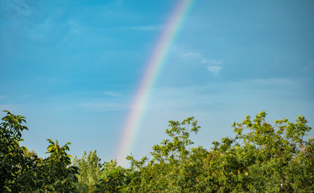 Rainbow in the sky among the treesの写真素材