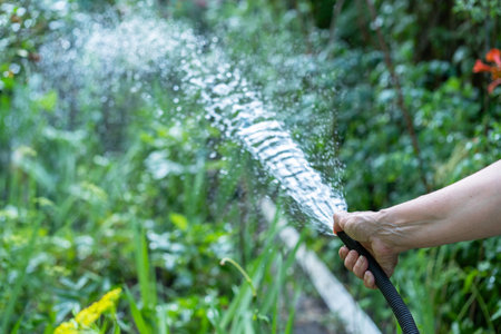 Watering plants with water from a hoseの写真素材