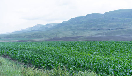 Field of corn.Cultivation of corn near the mountainsの写真素材