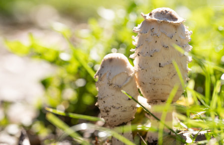 Mushrooms grow on the groundの写真素材