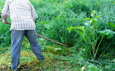 Man mows the grass with a scytheの写真素材