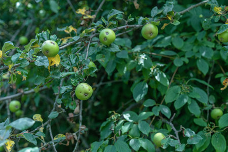 Wild apples grow on an apple treeの写真素材