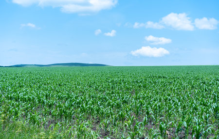 Huge field of growing cornの写真素材
