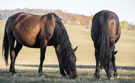 Horses eat grass in the meadow in autumnの写真素材