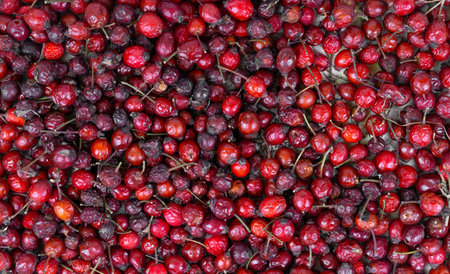 Rosehip as a background or textureの写真素材