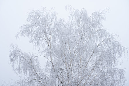 Frozen tree against the skyの写真素材