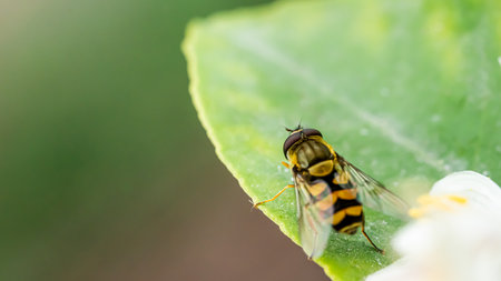 A hoverfly sits quietly on a vibrant green leaf, showing its distinct black and yellow striped body. Soft sunlight enhances the natural colors around it.の写真素材
