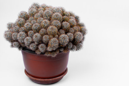 A lush collection of fuzzy cacti fills a terracotta pot, displaying diverse shapes and colors. The arrangement draws attention with its distinct texture against a simple background.の写真素材