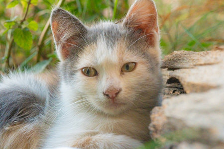 A curious kitten lounges comfortably on a stone surface surrounded by lush green foliage. Sunlight gently illuminates its fur, creating a serene atmosphere.の写真素材
