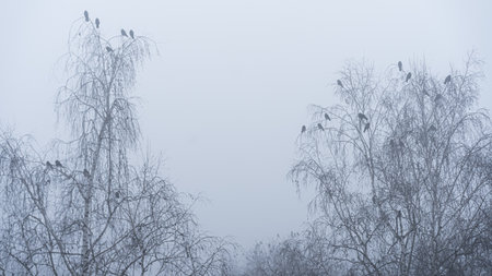 Dense fog covers a tranquil winter landscape where bare trees rise majestically. Numerous birds are seen perched on branches, creating a serene atmosphere.の写真素材