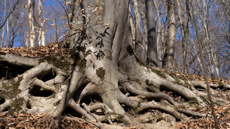 Thick, gnarled tree roots extend across the ground, surrounded by fallen leaves in a calm forest. Sunlight filters through the branches, revealing a tranquil setting.の写真素材