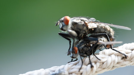Two flies are engaged in mating behavior while perched on a rope. The background displays a blurred green setting, indicating a natural environment during the day.の写真素材