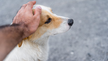 A person is petting a friendly dog, showcasing a moment of connection and affection. The background suggests a calm outdoor environment on a bright day.の写真素材